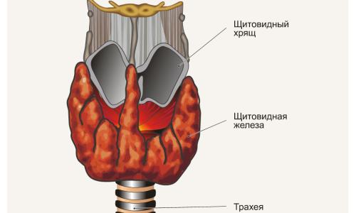 Схема щитовидной железы