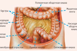Схема кишечника