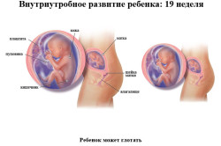 Развитие плода на 19 неделе беременности
