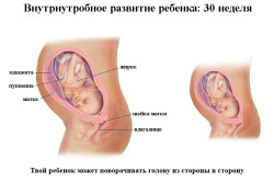 Внутриутробное развитие ребенка на 30 неделе беременности