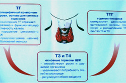 Гормоны щитовидной железы