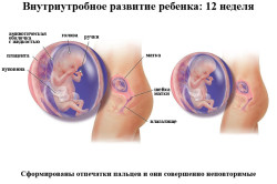 Внутриутробное развитие ребенка на 12 неделе беременности