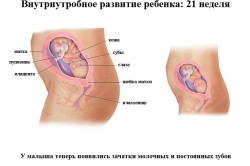 Внутриутробное развитие ребенка на 21 неделе беременности