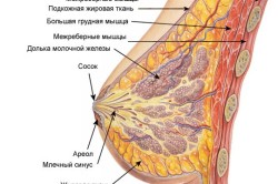 Строение женской молочной железы