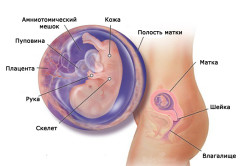 Строение плода на 11 неделе беременности