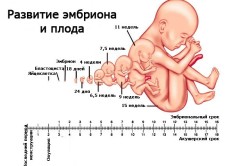 Развитие плода и эмбриона